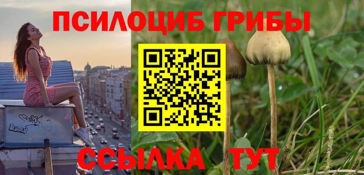 Владивосток  Псилоцибиновые грибы Psilocybe  Вход с VPN  цены   Псилоцибиновые грибы мухоморы 
