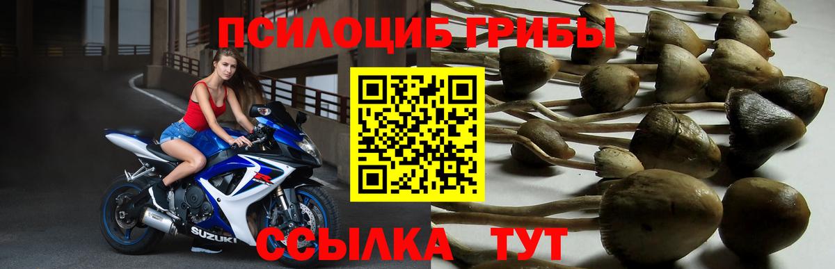 Галлюциногенные грибы Cubensis Владивосток